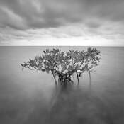 Red_mangrove_10