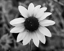 Untitled_3