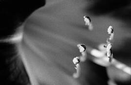 Tiger_lily