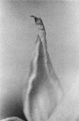 Tulip_1