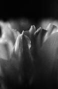 Tulip_2