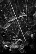 Plant_life_no_1