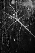 Plant_life_no_11