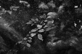 Plant_life_no_5