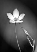 Unnamed_flower