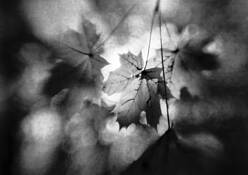 Autumn_nostalgia
