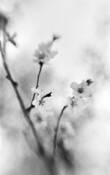Spring_perfume