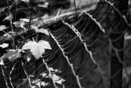 Man_encroaching_nature