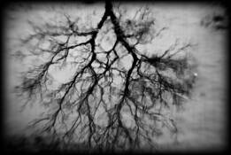 Tree_of_life