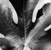 Young_leaf