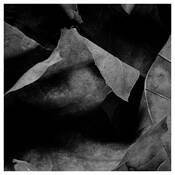 After_the_fall__3