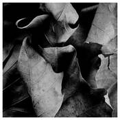 After_the_fall__9