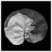 Lifeform__07