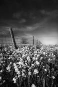 Meadow