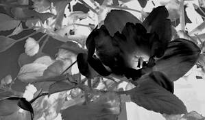 Untitled_4