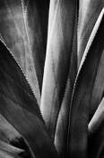 Agave