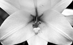 Stamen