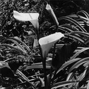 Calla_lilies