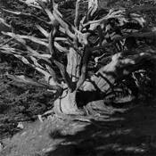 Dead_cypress