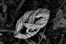 Untitled_1