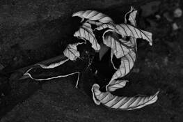 Untitled_8
