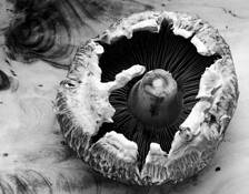 Mushroom_1