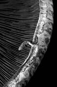 Mushroom_2