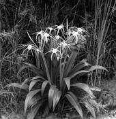 Spider_lily