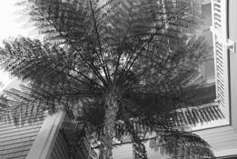 Fern