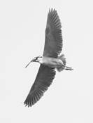 Black-crowned_night_heron