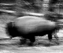 Buffalo