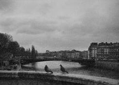 Birds_on_a_bridge_3