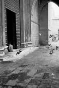 Church_pigeons