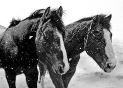 Pardners