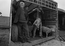 Animal_market