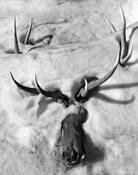 Winter_kill