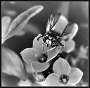 Hungry_bee