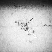 Transitory_1