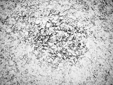 Transitory_3