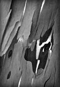 Shedding_bark_1