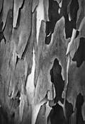 Shedding_bark_4