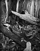 Shedding_bark_6