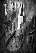 Shedding_bark_9