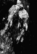 Face_in_the_wood_3