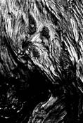 Face_in_the_wood_4