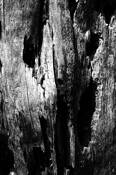 Dead_tree