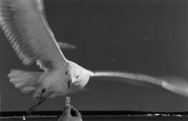 Gull_snack