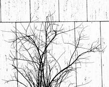 Lines__12