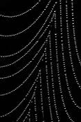 Spider_web