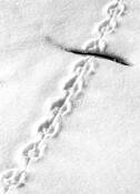 Junco_tracks